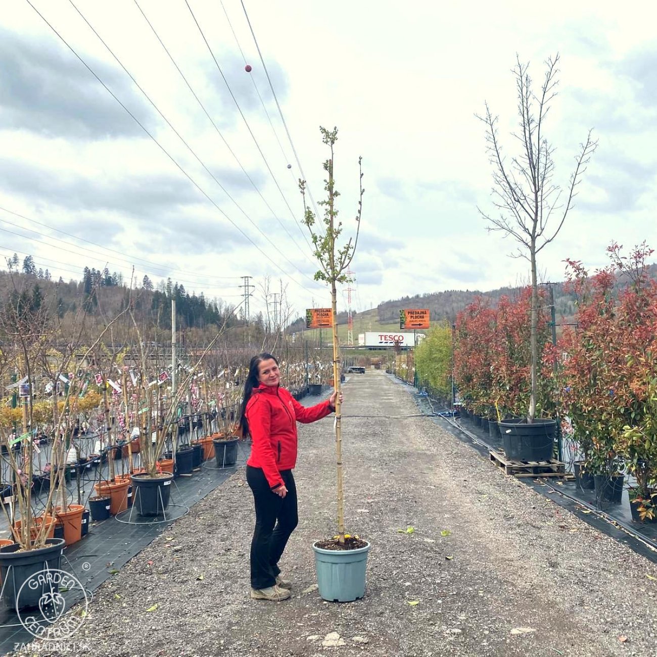 Obrázok Javor poľný (Acer campestre) ´LIENCO´® - výška 320-340 cm, obvod kmeňa 8/10 cm, kont. C30L